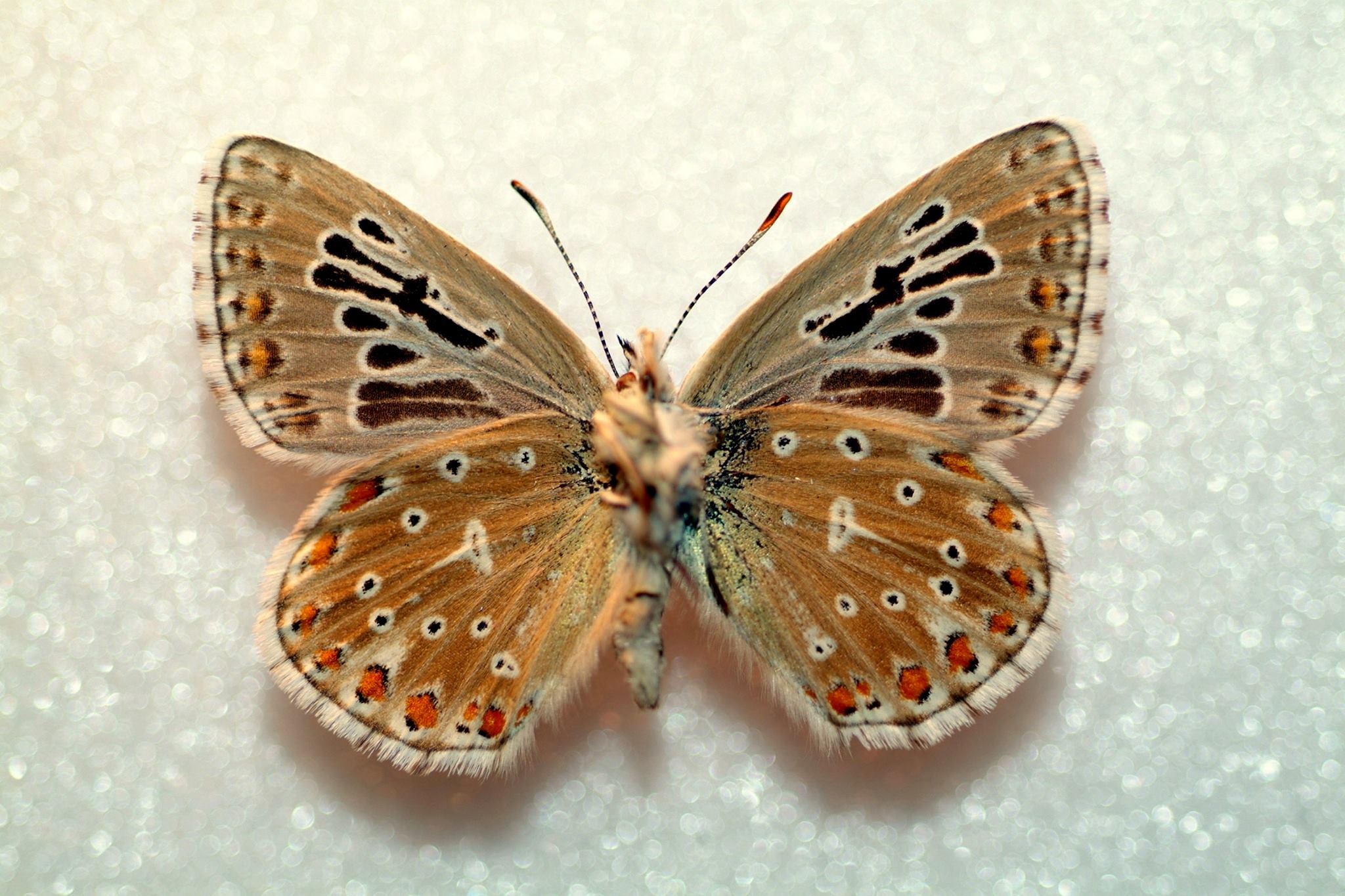 Polyommatus bellargus (verso, aberration) 1 (Internet Image property of respective owner, non-commercial use only)